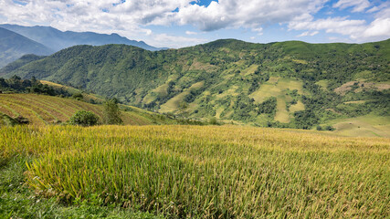 Landscape with green and yellow rice terraced fields and cloudy sky in North Vietnam