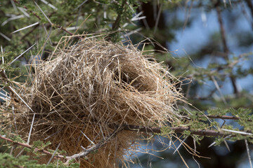Africa, Kenya, Samburu National Reserve. Nest of  black-capped social weaver (Pseudonigrita cabanisi). 2016-08-04