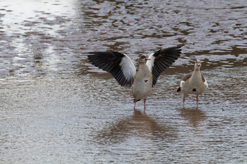 Africa, Kenya, Samburu National Reserve. The Egyptian goose is a member of the duck, goose, and swan family Anatidae. Alopochen aegyptiacus. 2016-08-04