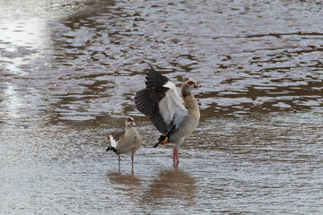 Africa, Kenya, Samburu National Reserve. The Egyptian goose is a member of the duck, goose, and swan family Anatidae. Alopochen aegyptiacus. 2016-08-04