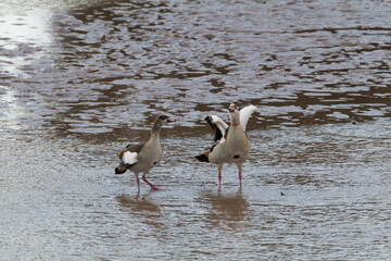 Africa, Kenya, Samburu National Reserve. The Egyptian goose is a member of the duck, goose, and swan family Anatidae. Alopochen aegyptiacus. 2016-08-04