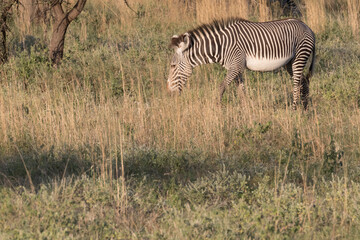 Fototapeta premium Africa, Kenya, Samburu National Game Reserve and Park, Grevy's Zebra (equus Grevyi). 2016-08-04