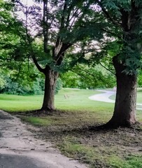 Obraz premium Trees in the park