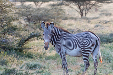 Africa, Kenya, Samburu National Game Reserve and Park, Grevy's Zebra (equus Grevyi). 2016-08-04