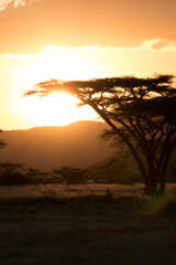 Africa, Kenya, Samburu National Reserve. Savanna sunset. 2016-08-04