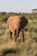 Fototapeta premium Africa, Kenya, Samburu National Reserve. Elephants in Savannah.(Loxodonta africana). 2016-08-04