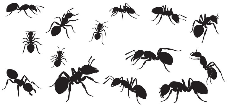 silhouettes of ants in different poses, ant vector, black ant