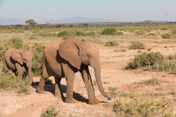 Fototapeta premium Africa, Kenya, Samburu National Reserve. Elephants in Savannah. (Loxodonta africana). 2016-08-04