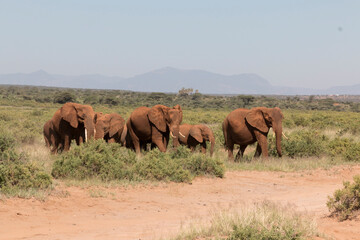 Naklejka premium Africa, Kenya, Samburu National Reserve. Elephants in Savannah. (Loxodonta africana). 2016-08-04