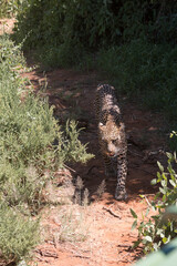 Africa, Kenya, Samburu National Reserve.  African Leopard (Panthera pardus pardus) in grasslands. 2016-08-04