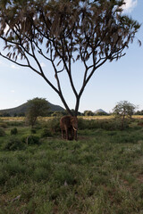 Africa, Kenya, Samburu National Reserve. Elephants in Savannah. (Loxodonta africana). 2016-08-04