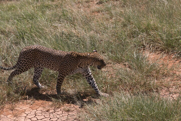 Africa, Kenya, Samburu National Reserve. African Leopard (Panthera pardus pardus) in grasslands. 2016-08-04