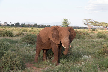 Fototapeta premium Africa, Kenya, Samburu National Reserve. Elephants in Savannah. (Loxodonta africana). 2016-08-04