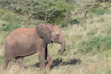 Fototapeta premium Africa, Kenya, Samburu National Reserve. Elephants in Savannah. (Loxodonta africana). 2016-08-04