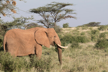 Fototapeta premium Africa, Kenya, Samburu National Reserve. Elephants in Savannah. (Loxodonta africana). 2016-08-04