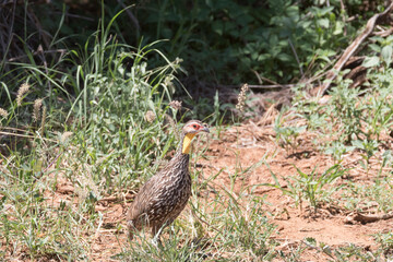 Africa, Kenya, Samburu National Reserve. Yellow-necked Spurfowl, Francolinus leucoscepus 2016-08-04