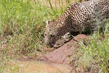 Africa, Kenya, Samburu National Reserve. African Leopard (Panthera pardus pardus) near water hole. 2016-08-04
