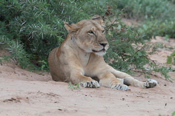 Africa, Kenya, Rift Valley province, Samburu National Reserve, Lioness. sunset. 2016-08-04