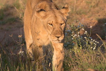 Africa, Kenya, Rift Valley province, Samburu National Reserve, Lioness. sunset. 2016-08-04