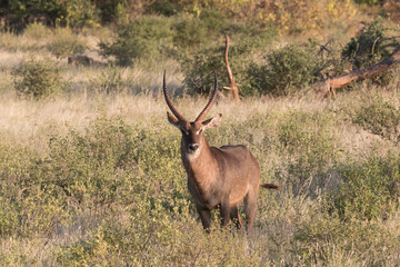 Africa, Kenya, Samburu National Reserve. Male waterbuck, Kobus ellipsiprymnus. 2016-08-04