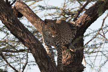 Africa, Kenya, Samburu National Reserve. African Leopard (Panthera pardus pardus) in tree. 2016-08-04