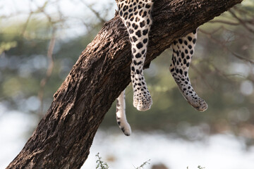 Africa, Kenya, Samburu National Reserve. African Leopard (Panthera pardus pardus) in tree. Hind legs and tail. 2016-08-04