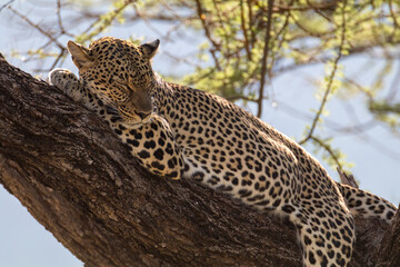 Obraz premium Africa, Kenya, Samburu National Reserve. African Leopard (Panthera pardus pardus) sleeping in tree. 2016-08-04