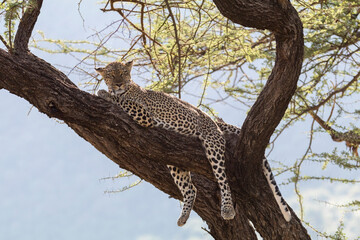 Africa, Kenya, Samburu National Reserve. African Leopard (Panthera pardus pardus) in tree. 2016-08-04