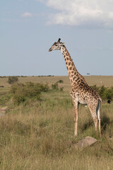 Africa, Kenya, Masai Mara, Reticulated Giraffes (giraffa Camelopardalis Reticulata). 2016-08-04