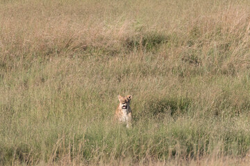 Africa, Kenya, Masai Mara National Reserve. Lioness approaching herd of Wildebeest. 2016-08-04