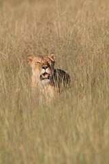 Kenya, Masai Mara National Reserve. African Lion (Panthera leo) female. 2016-08-04