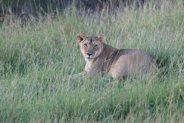 Kenya, Masai Mara National Reserve. African Lion (Panthera leo) female. 2016-08-04