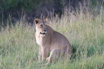 Kenya, Masai Mara National Reserve. African Lion (Panthera leo) female. 2016-08-04