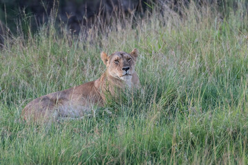 Kenya, Masai Mara National Reserve. African Lion (Panthera leo) female. 2016-08-04