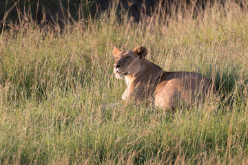 Kenya, Masai Mara National Reserve. African Lion (Panthera leo) female. 2016-08-04
