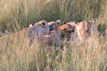 Africa, Kenya, Masai Mara National Reserve. African Lion (Panthera leo) female with cubs. 2016-08-04