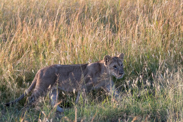 Africa, Kenya, Masai Mara National Reserve. African Lion (Panthera leo) female with cubs. 2016-08-04