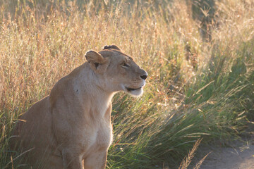 Kenya, Masai Mara National Reserve. African Lion (Panthera leo) female. 2016-08-04