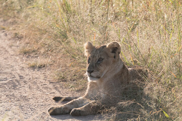 Kenya, Masai Mara National Reserve. African Lion (Panthera leo) female. 2016-08-04
