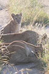 Africa, Kenya, Masai Mara National Reserve. African Lion (Panthera leo) female with cubs. 2016-08-04