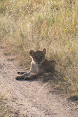 Africa, Kenya, Masai Mara National Reserve. African Lion (Panthera leo)  cubs. 2016-08-04