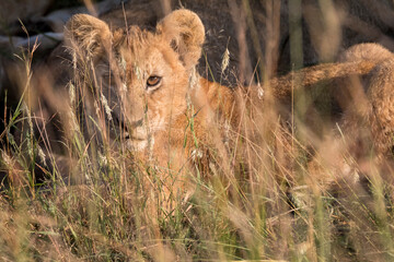 Africa, Kenya, Masai Mara National Reserve. African Lion (Panthera leo) female with cubs. 2016-08-04