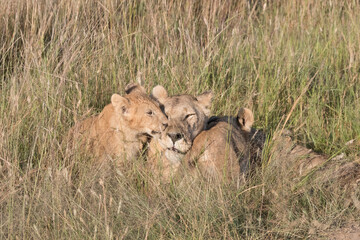 Africa, Kenya, Masai Mara National Reserve. African Lion (Panthera leo) female with cubs. 2016-08-04