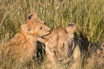 Africa, Kenya, Masai Mara National Reserve. African Lion (Panthera leo) female with cubs. 2016-08-04