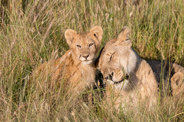 Africa, Kenya, Masai Mara National Reserve. African Lion (Panthera leo) female with cubs. 2016-08-04