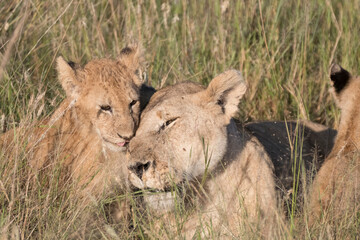 Africa, Kenya, Masai Mara National Reserve. African Lion (Panthera leo) female with cubs. 2016-08-04