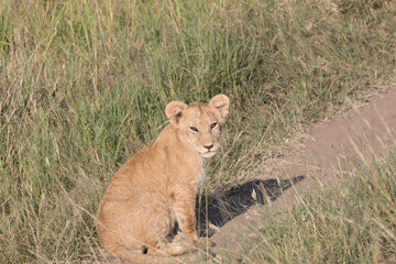 Africa, Kenya, Masai Mara National Reserve. African Lion (Panthera leo) female with cubs. 2016-08-04