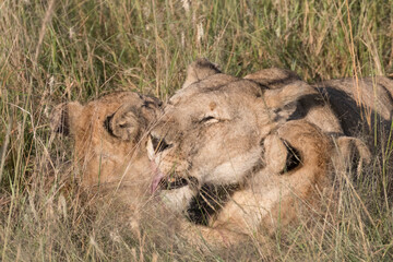 Africa, Kenya, Masai Mara National Reserve. African Lion (Panthera leo) female with cubs. 2016-08-04