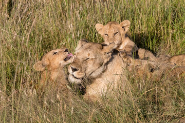 Africa, Kenya, Masai Mara National Reserve. African Lion (Panthera leo) female with cubs. 2016-08-04