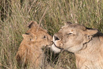 Africa, Kenya, Masai Mara National Reserve. African Lion (Panthera leo) female with cubs. 2016-08-04